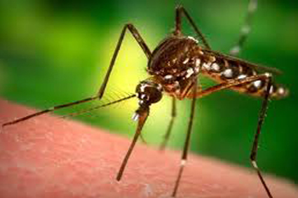 malaria1